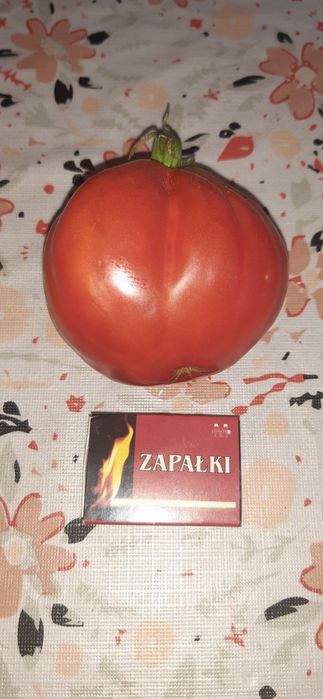 Nasiona pomidorów-zestaw