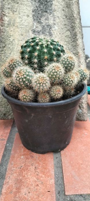 Cacto bola (com 27 cactos bebés)