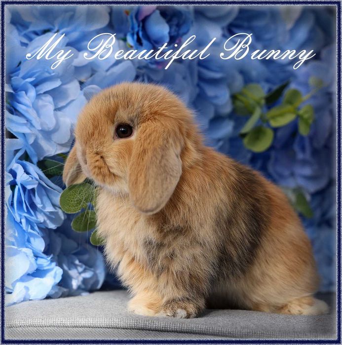 Piękny Kawaler Królik Mini Lop - Orange