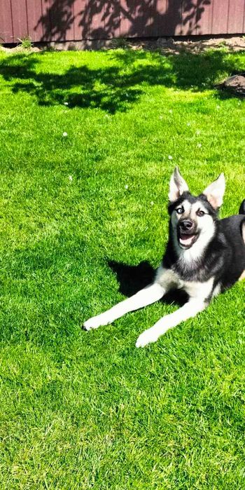 Стерилізована красуня в добрі руки