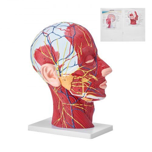 Modelo vascular  da cabeça anatomia humana modelo cerebral