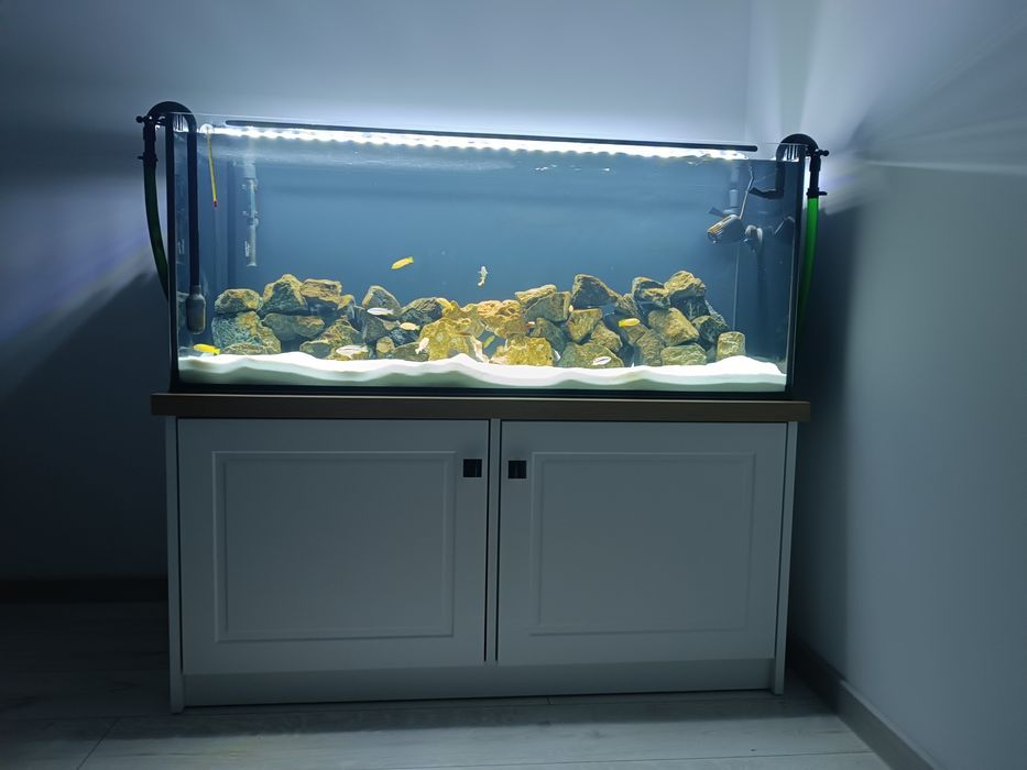 Akwarium Malawi 240L