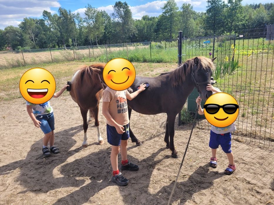 Sprzedam klacz ogiera kuca