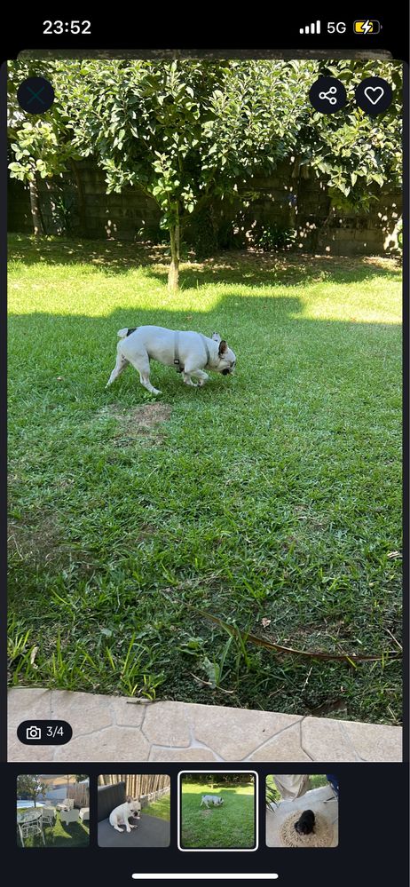 Cuido do seu animal em Braga – Hospedagem, Passeios