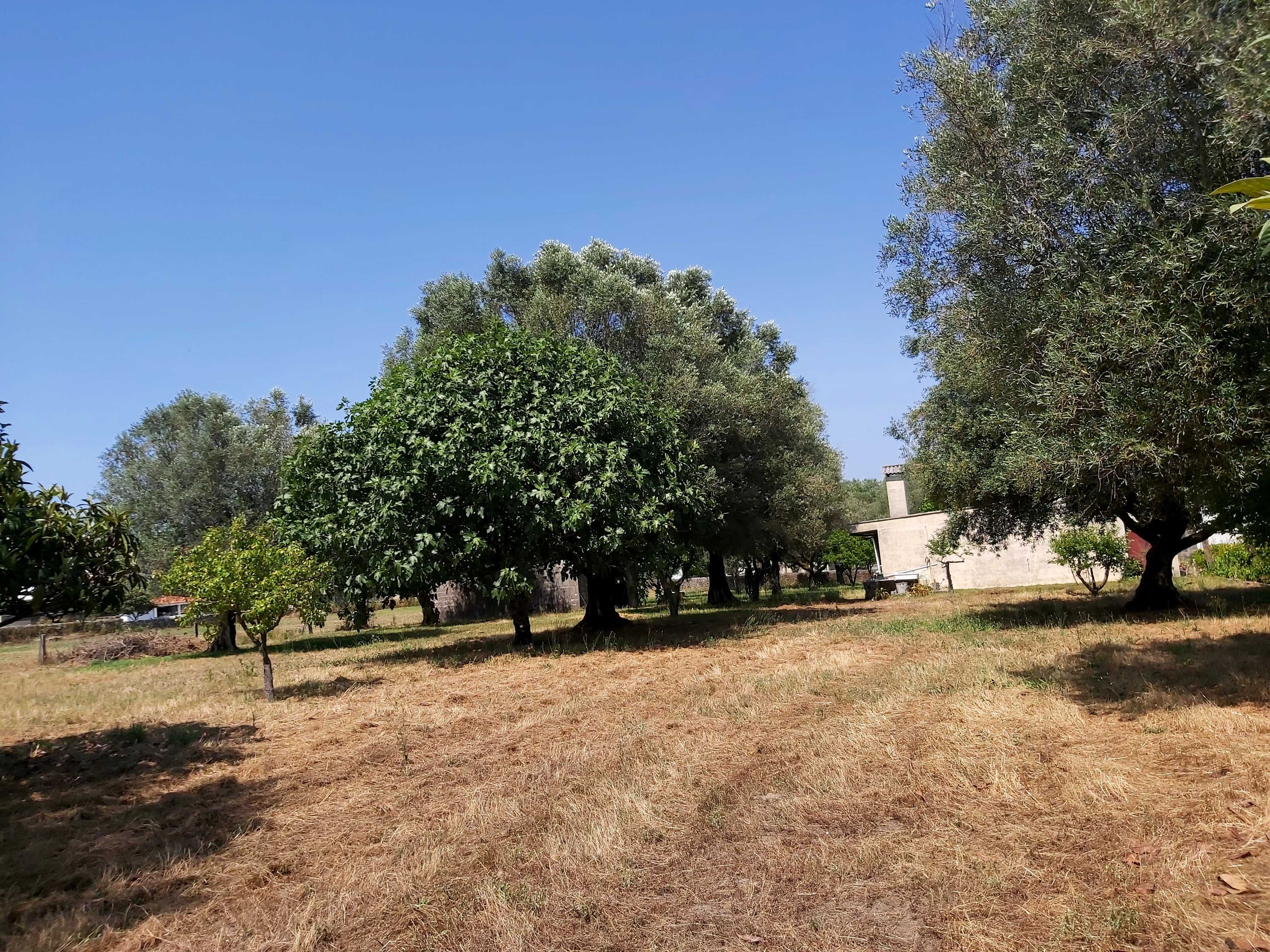 Terreno com 3600 metros em fontao