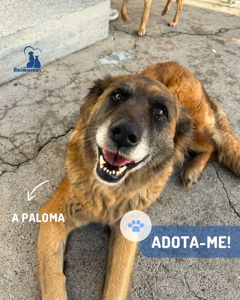 Paloma - cadela porte grande