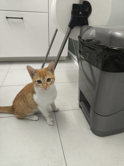 Gatinha para adopção