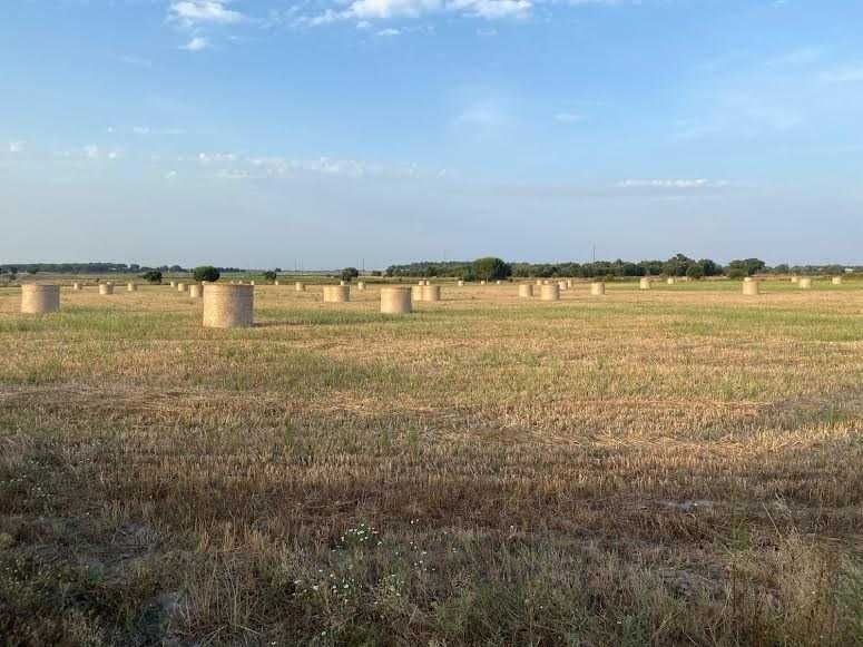Fantástico terreno em Santo Izidro, Pegôes.