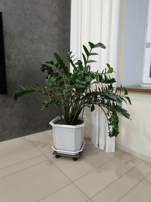 Замиокулькас (самовывоз)