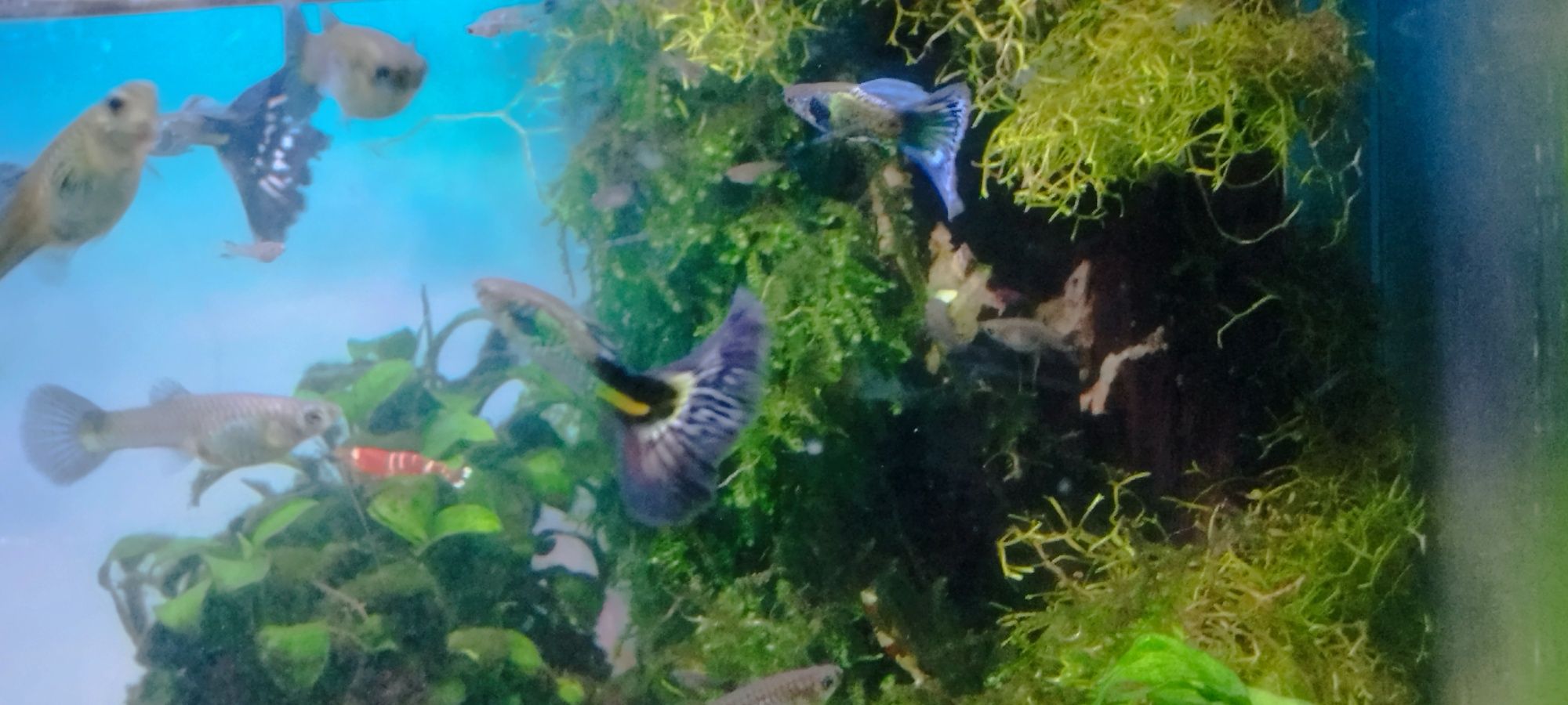 Guppys blue galaxy 5€ casal