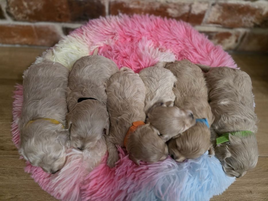 Maltipoo f1 piesek do  rezerwacji !!
