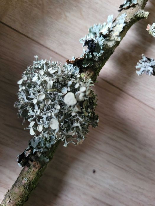 gałązki z mchem i szyszki, mech z szyszkami artykuły plastyczne