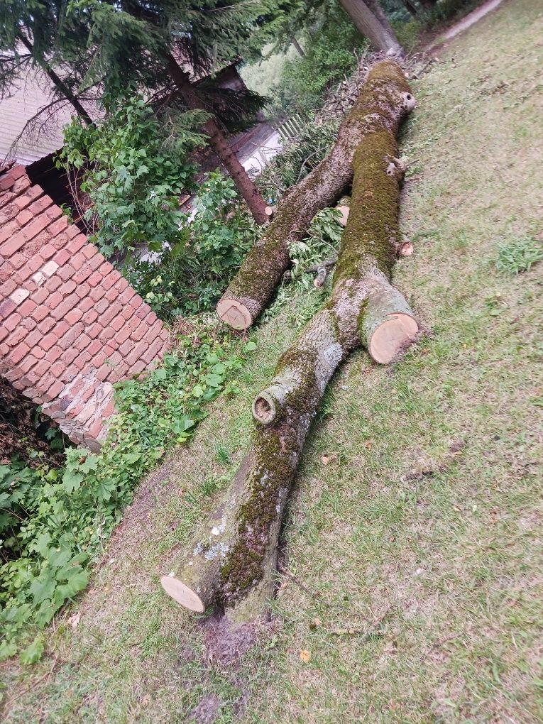 Jesion całe drzewo