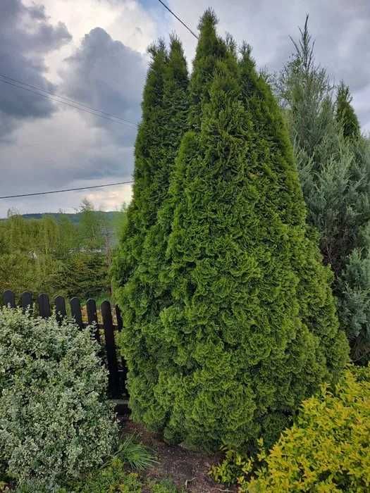 Świeże gałązki żywotnika, jałowca - duża paczka, 12-15 kg