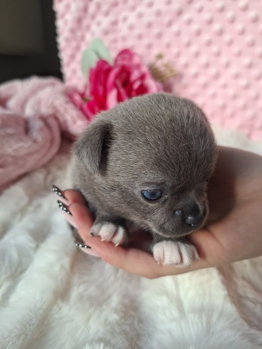 Chihuahua krótkowłosy BLUE Lolek