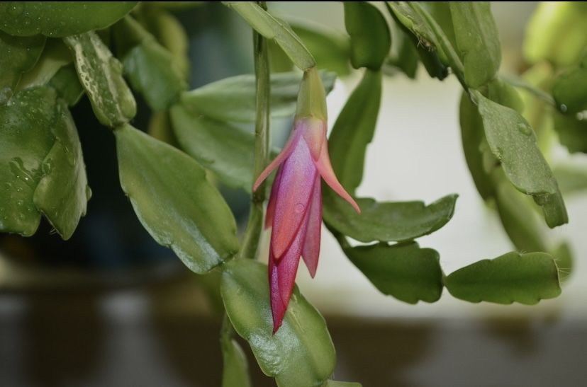 Різдвяник Шлюмбергер