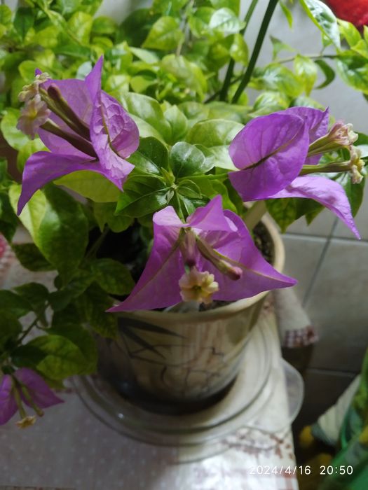 Цветы цветущие и очень красивые