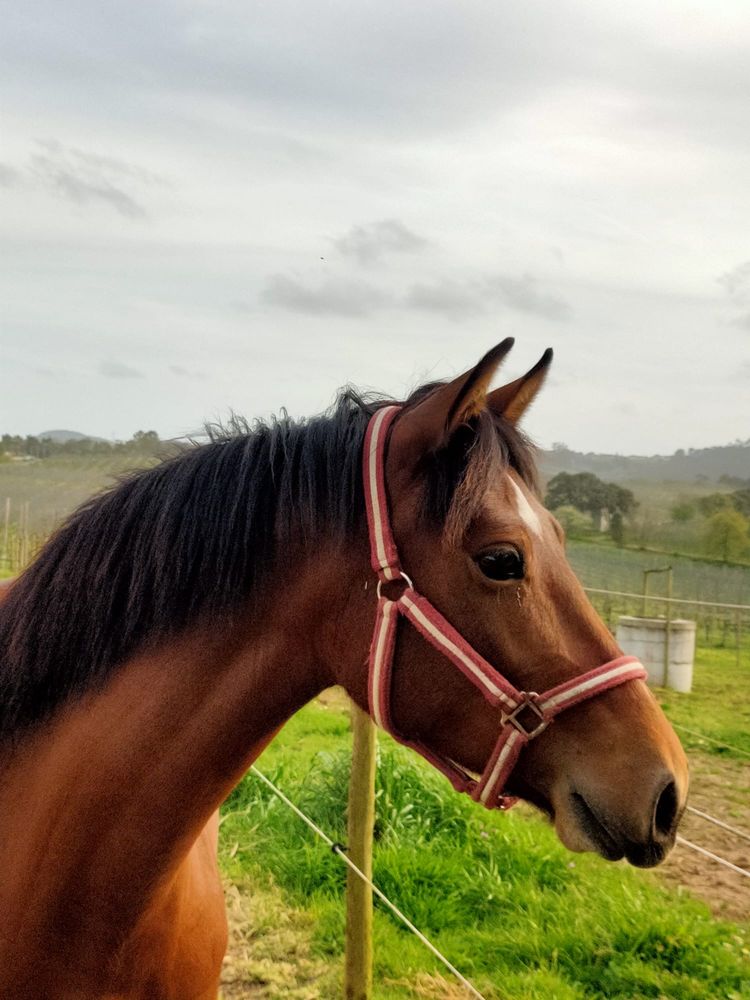 Égua montada e sociável 147 cm (cavalo)