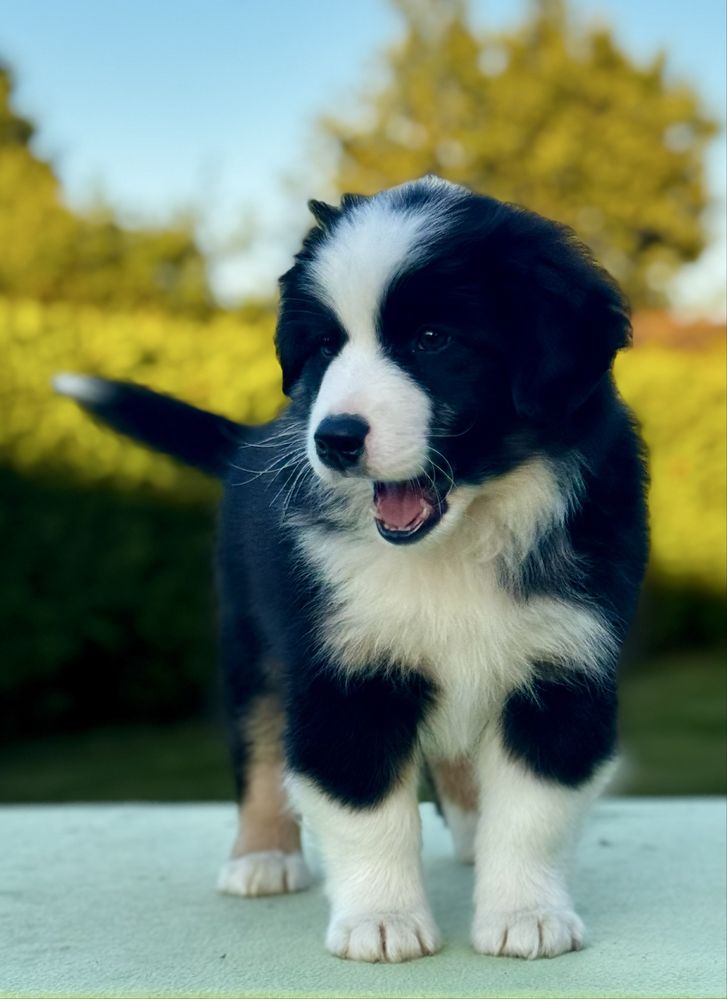 Amerykański owczarek miniaturowy- MAS - Mini Aussie- piesek FCI