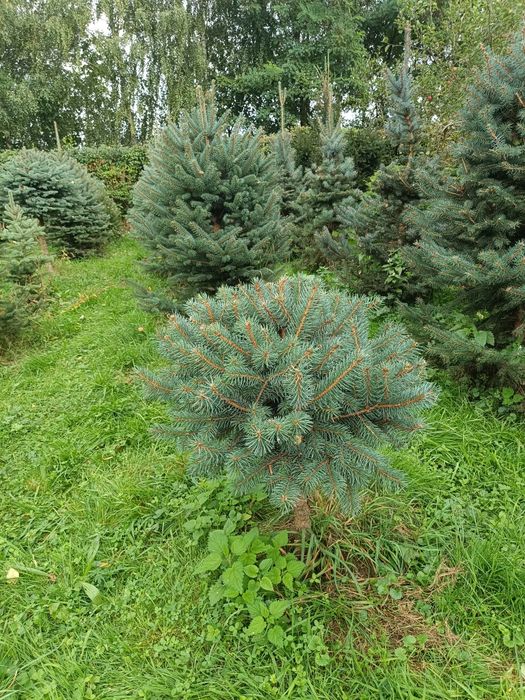 Ялинка голуба Кейбаб