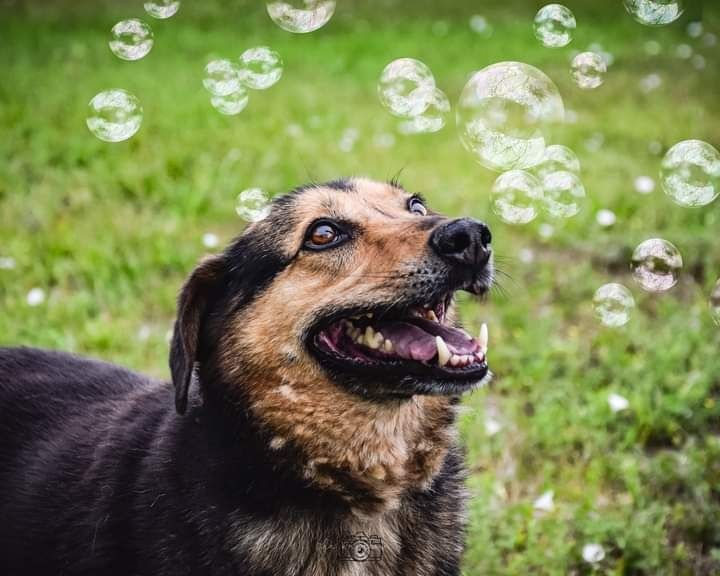 Jego lata lecą... A on wciąż w schronisku... Odmienisz Jego życie?