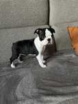 Boston Terrier FCI suczka gotowa do odbioru