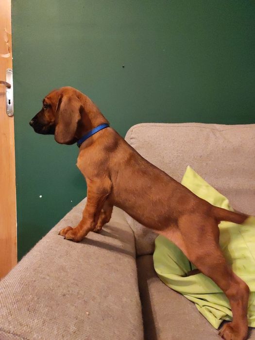 Ostatni szczeniak Hades Posokowiec Bawarski