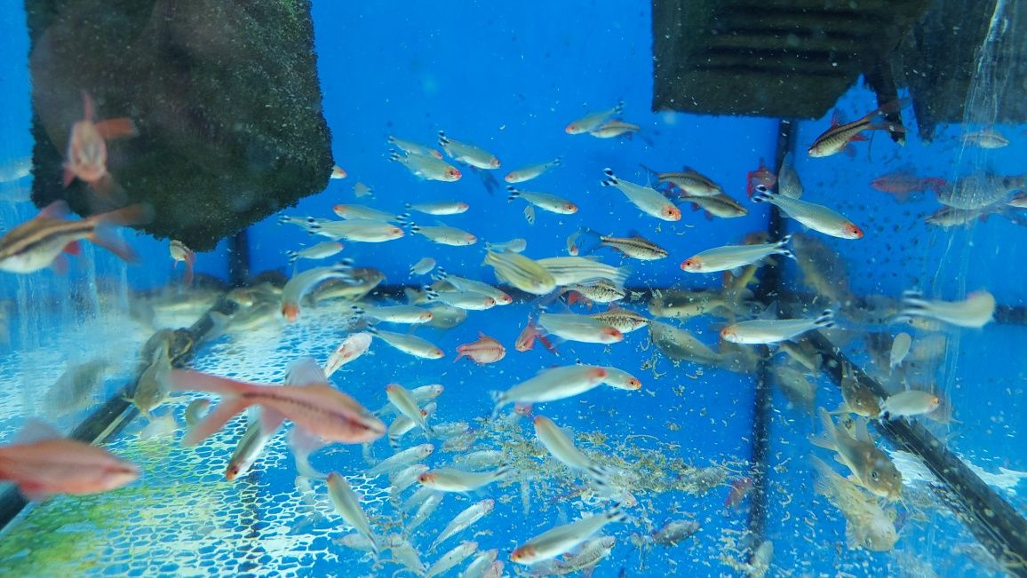 Zwinnik czerwonousty Rodostomus WYSYŁKA AKWAWIN