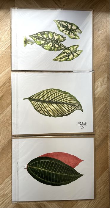 Zestaw 6 plakatów Ikea Bild botaniczne ilustracje liści Nowe