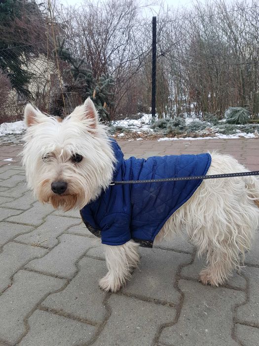 szczeniak west higland white terrier