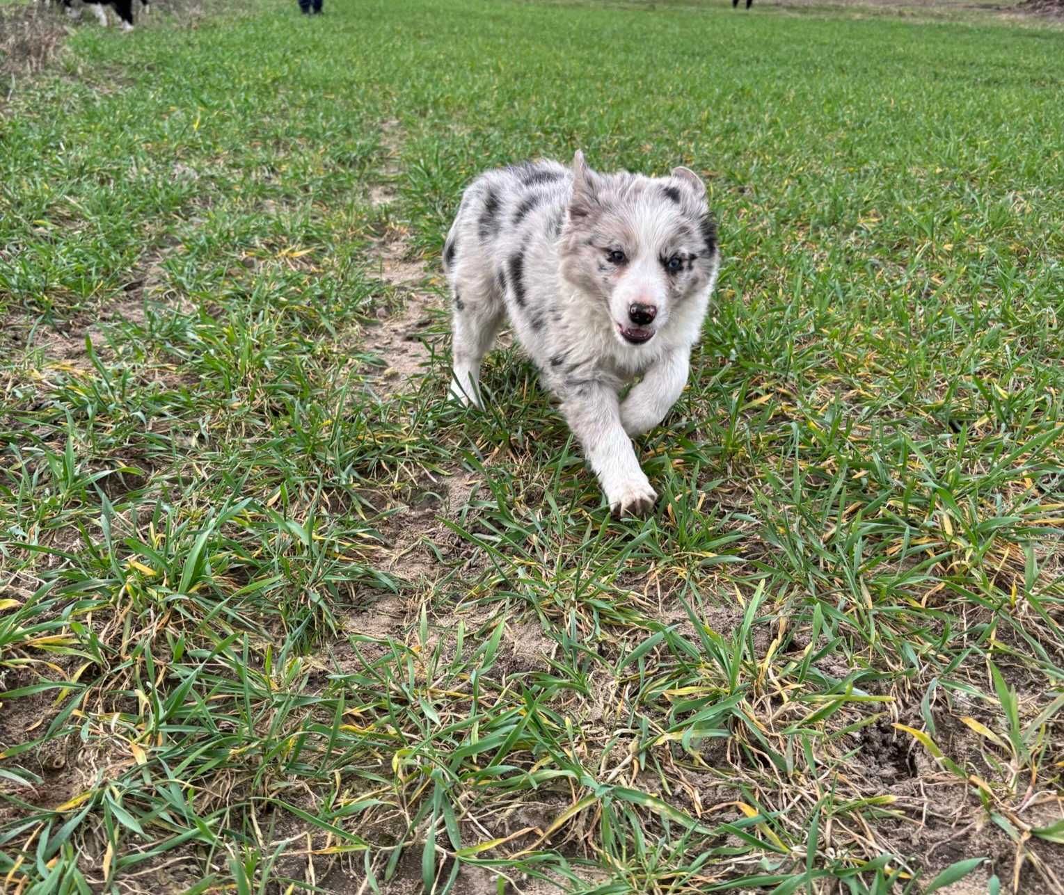 Border collie blue  merle suczka