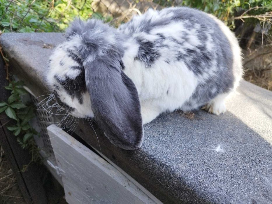 Samiec baran francuski sprzedaż lub zamiana