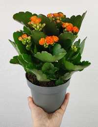 Kalanchoe Żyworóka MIX kolorów 1 sztuka 20-25 cm