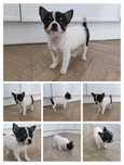 Chihuahua krótkowłosy piesek COCO