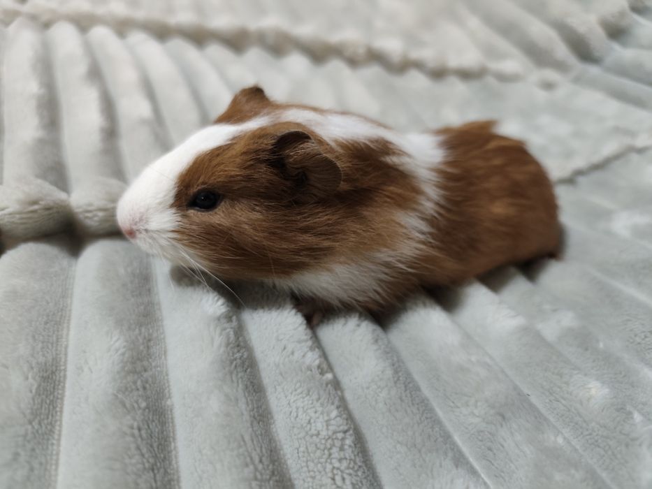 Świnka morska, kawia domowa gładkowłosa