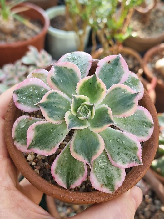 Эониум Sunburst (Aeonium Sunburst)
