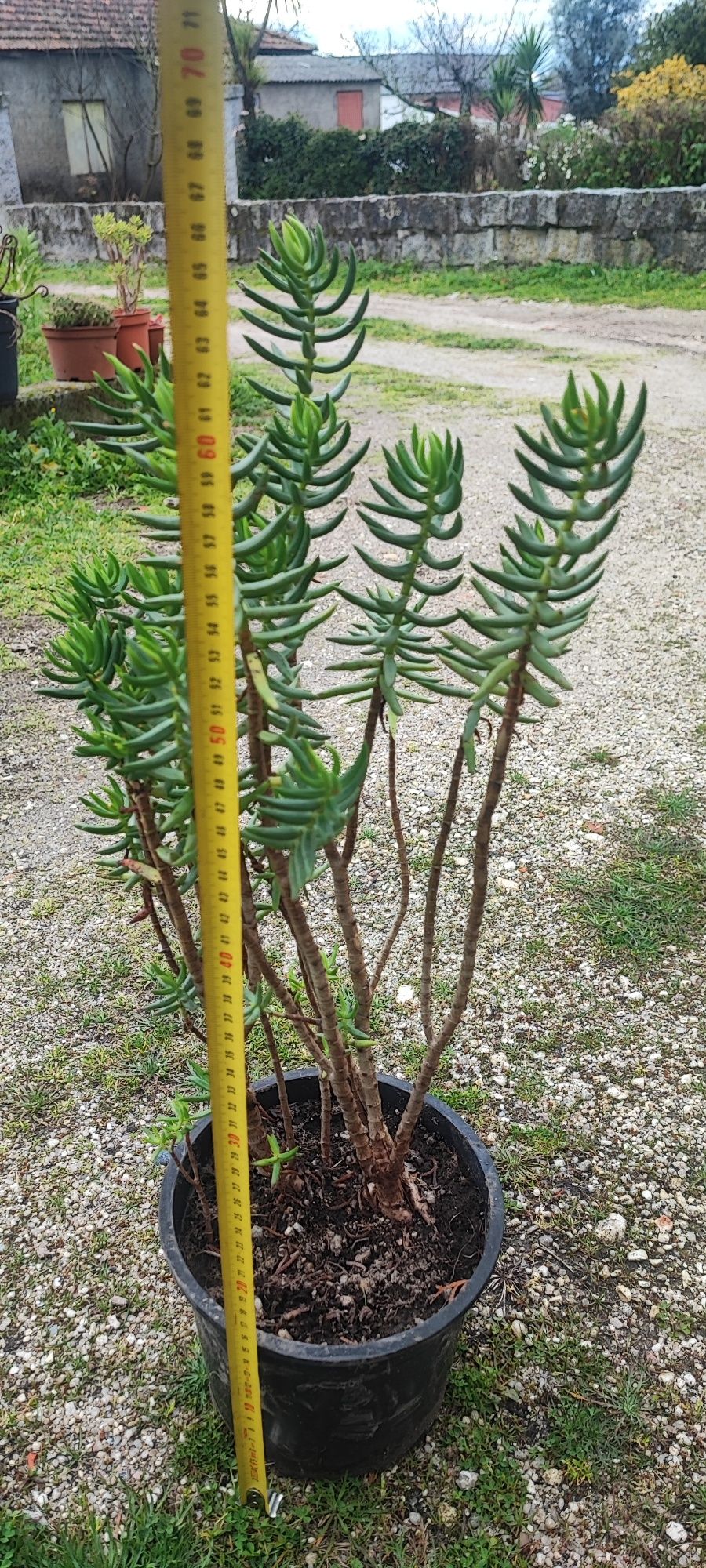 Planta suculenta