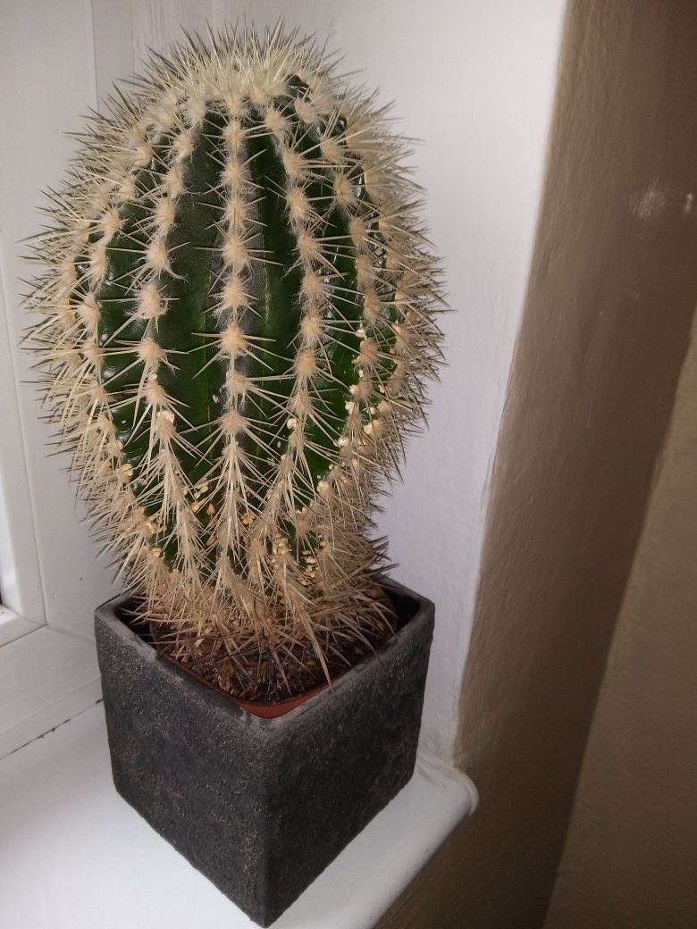 Kwiat doniczkowy kaktus