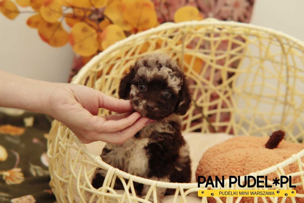 Pudel Toy/Mała Miniatura Nietypowy Piesek Chocolate Merle Już Odbiór