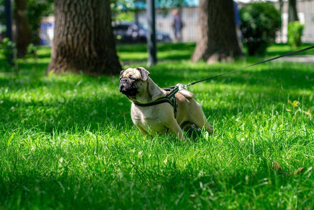 Мопс Марк для вязки (случки) - расходы берём на себя