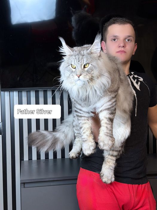 Maine Coon boy silver
