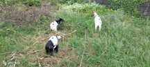 Cabras anãs para venda