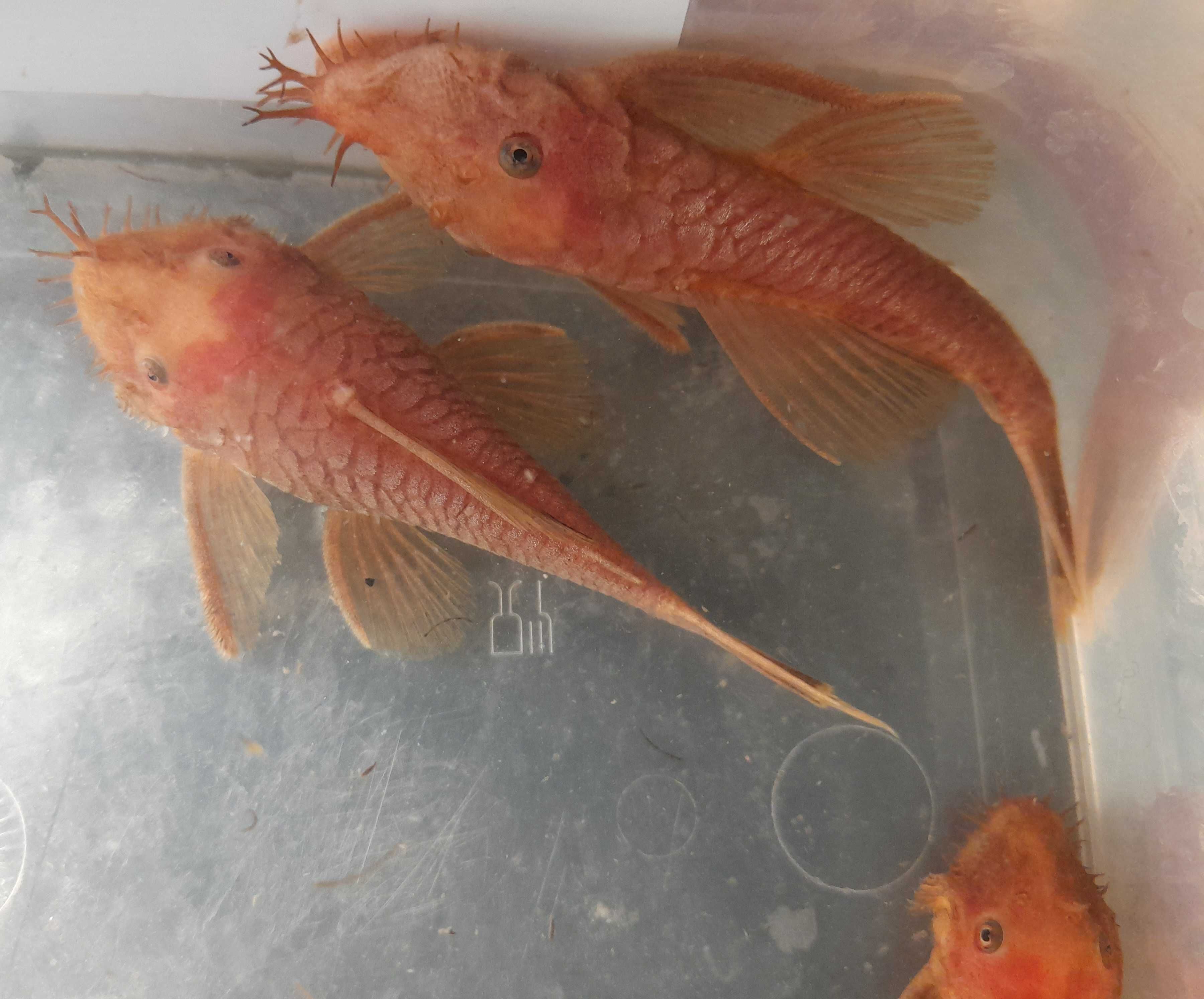 Ancistrus sp. "red" Zbrojnik czerwony