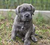 Pies CANE CORSO Italiano FCI po Championach