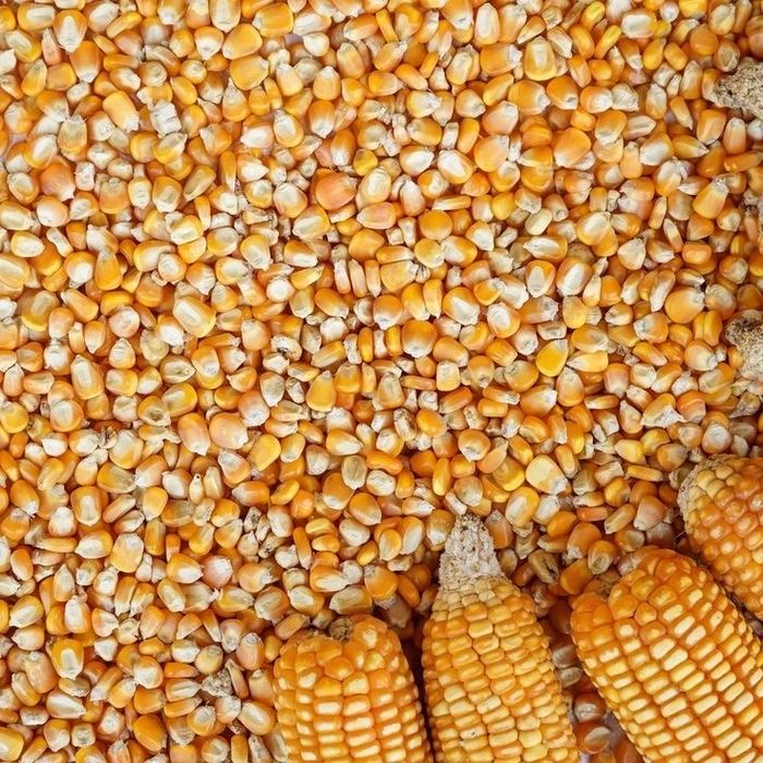 Продам кукурудзу в зерні