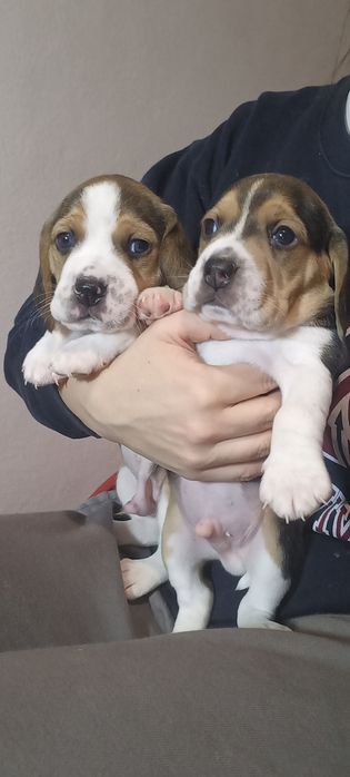 Продам маленьких цуценят бігля