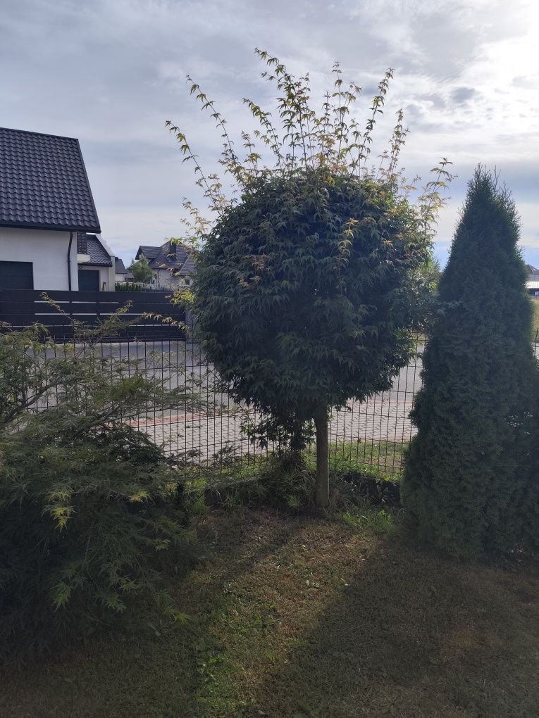 Witam sprzedam drzewko Acer
