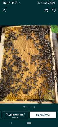Продам бджолопакети,рої,сімї