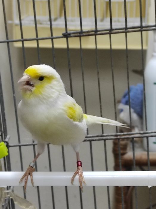 Canários Poupa Alemão e mosaicos amarelos