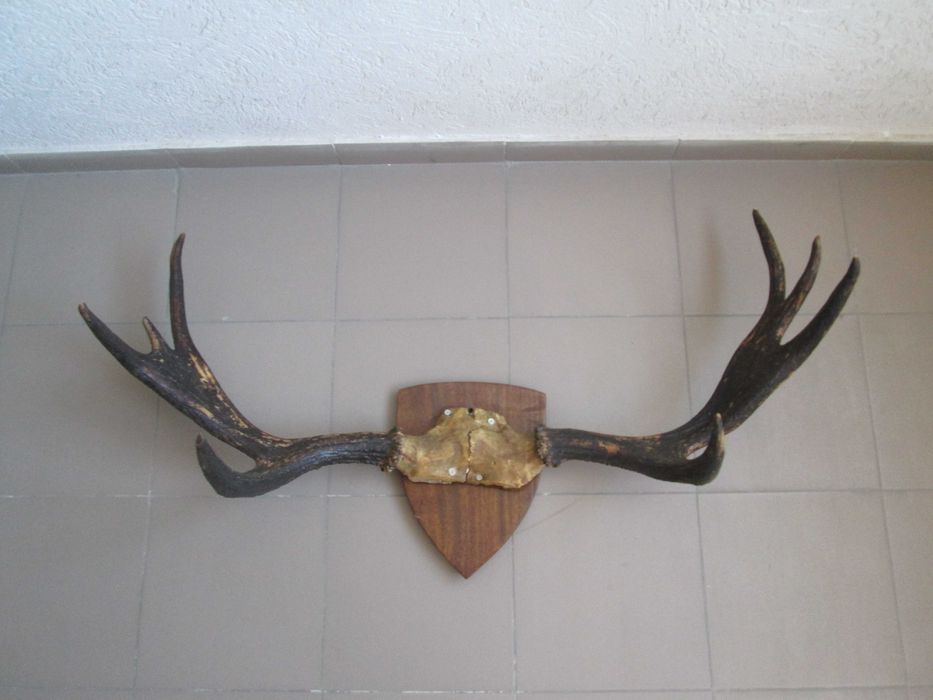 Роги оленячі декоративні (по 4-и відростки) Настінні, 100 х 60 см
